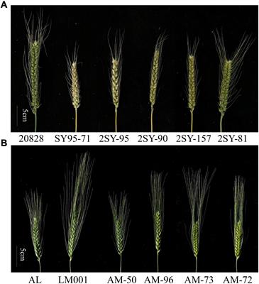 Spike Density Quantitative Trait Loci Detection and Analysis in Tetraploid and Hexaploid Wheat Recombinant Inbred Line Populations